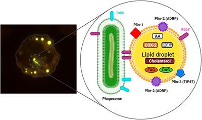 Lipid droplets as multifunctional organelles related to the mechanism of evasion during mycobacterial infection